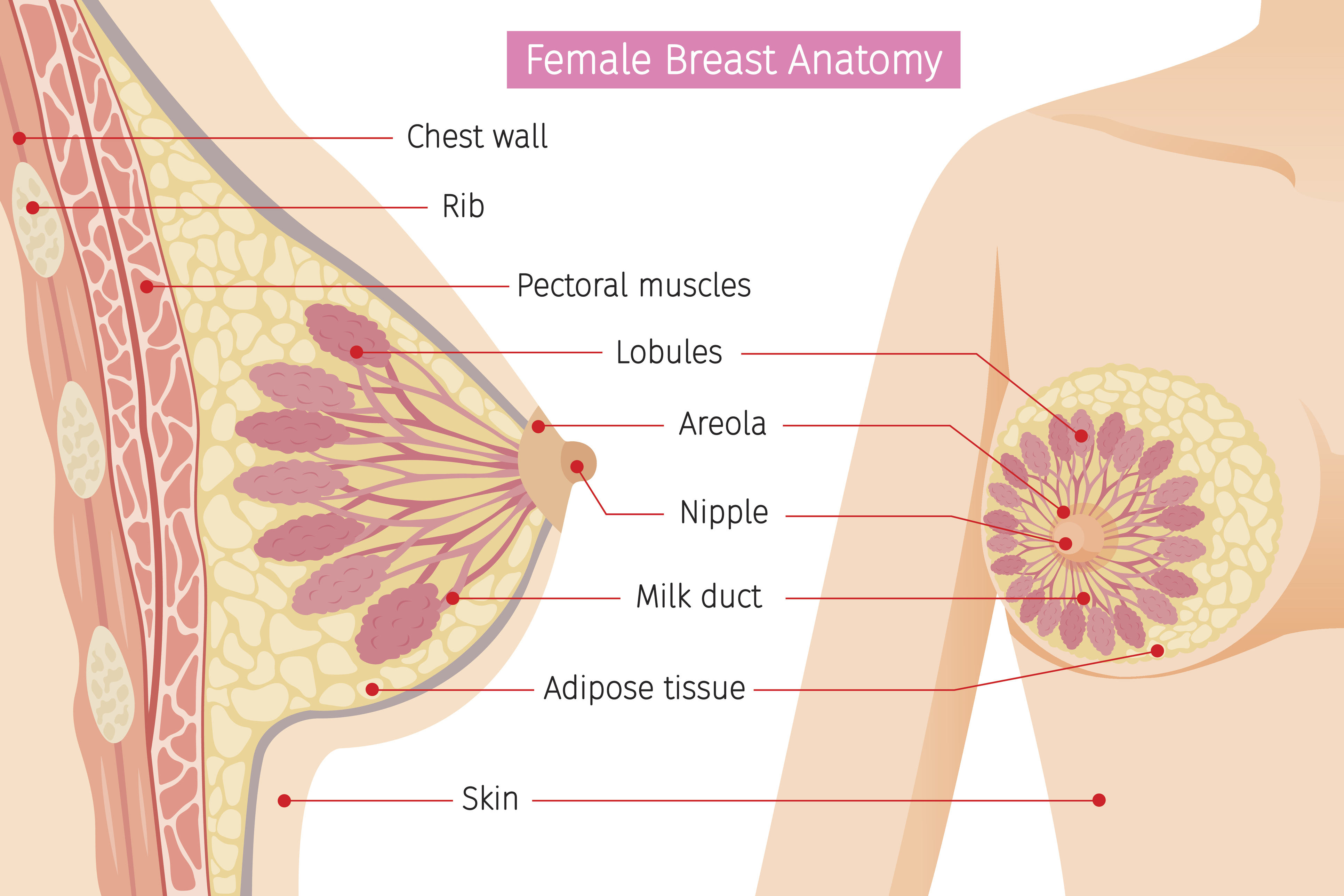 Breast Anatomy : How Breastfeeding Actually Works